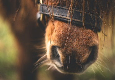 put down horse picture 1
