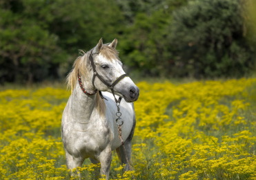 put down horse picture 2