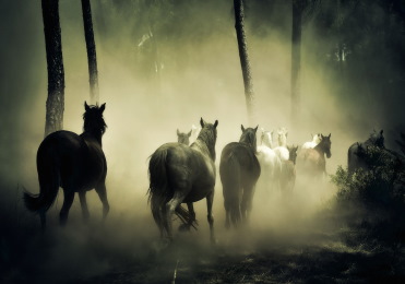 put down horse picture 3